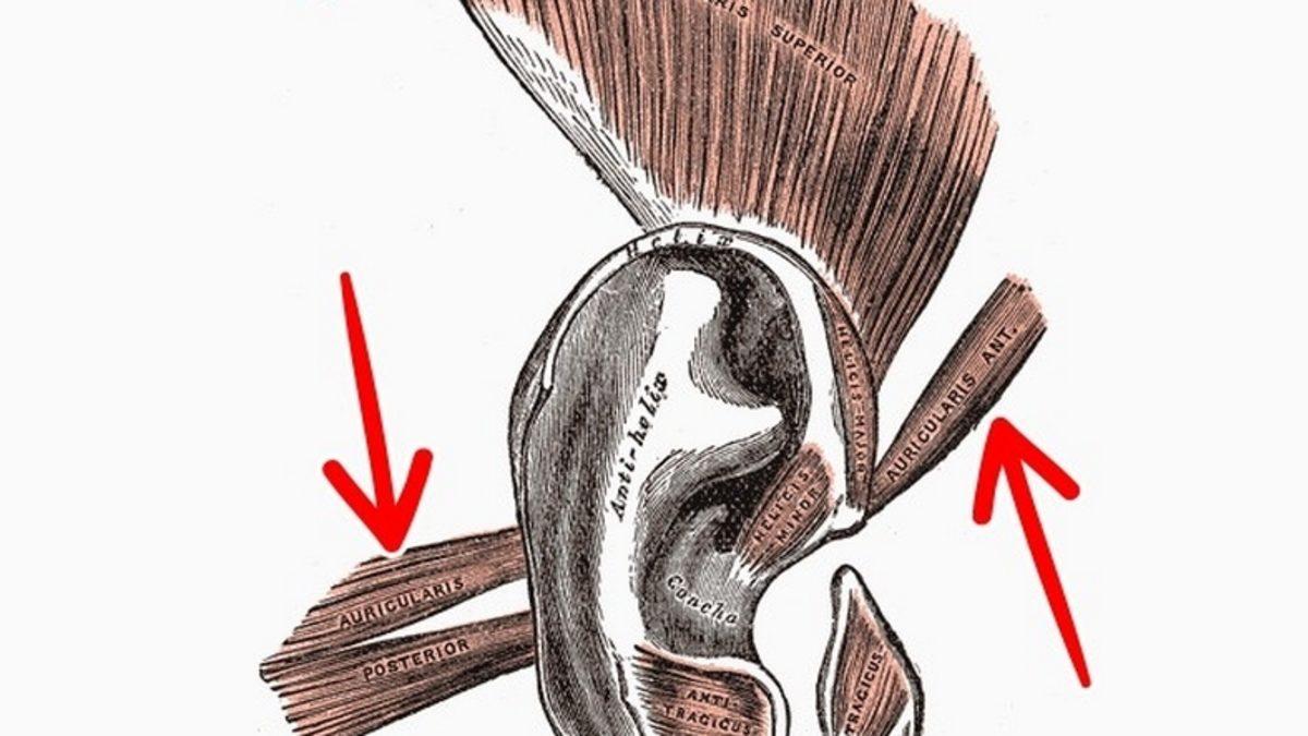 İnsan Vücudunda Bulunan 10 Körelmiş Organ ve Kas