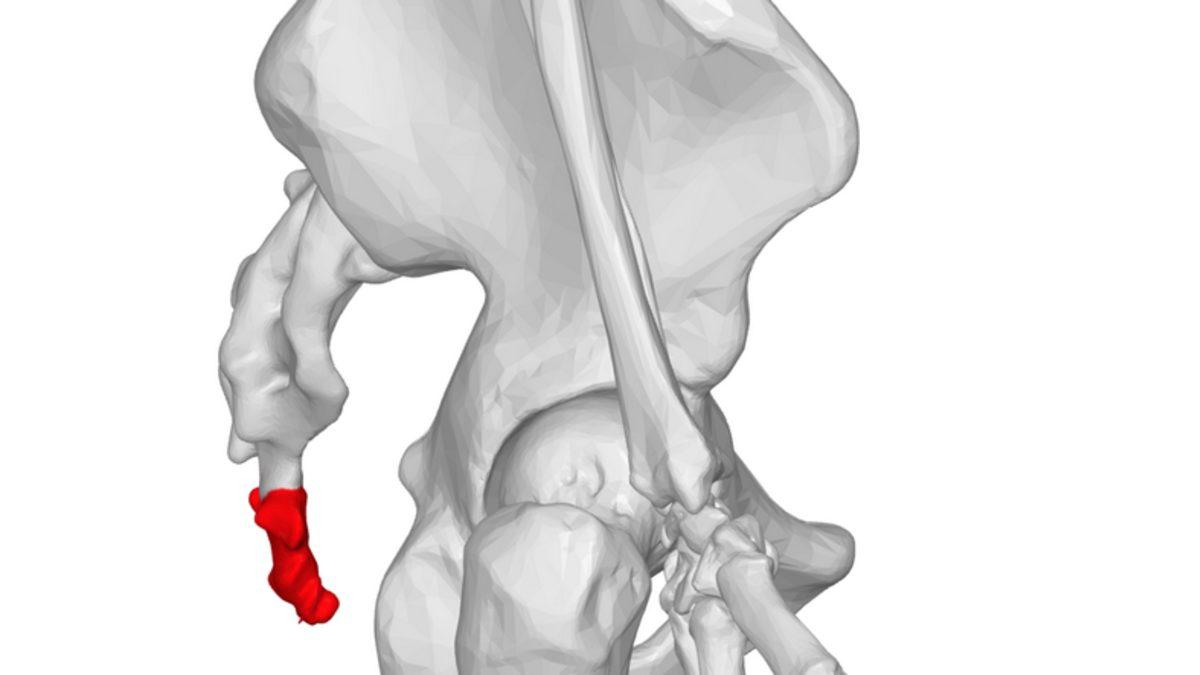 İnsan Vücudunda Bulunan 10 Körelmiş Organ ve Kas