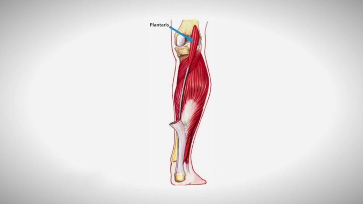 İnsan Vücudunda Bulunan 10 Körelmiş Organ ve Kas