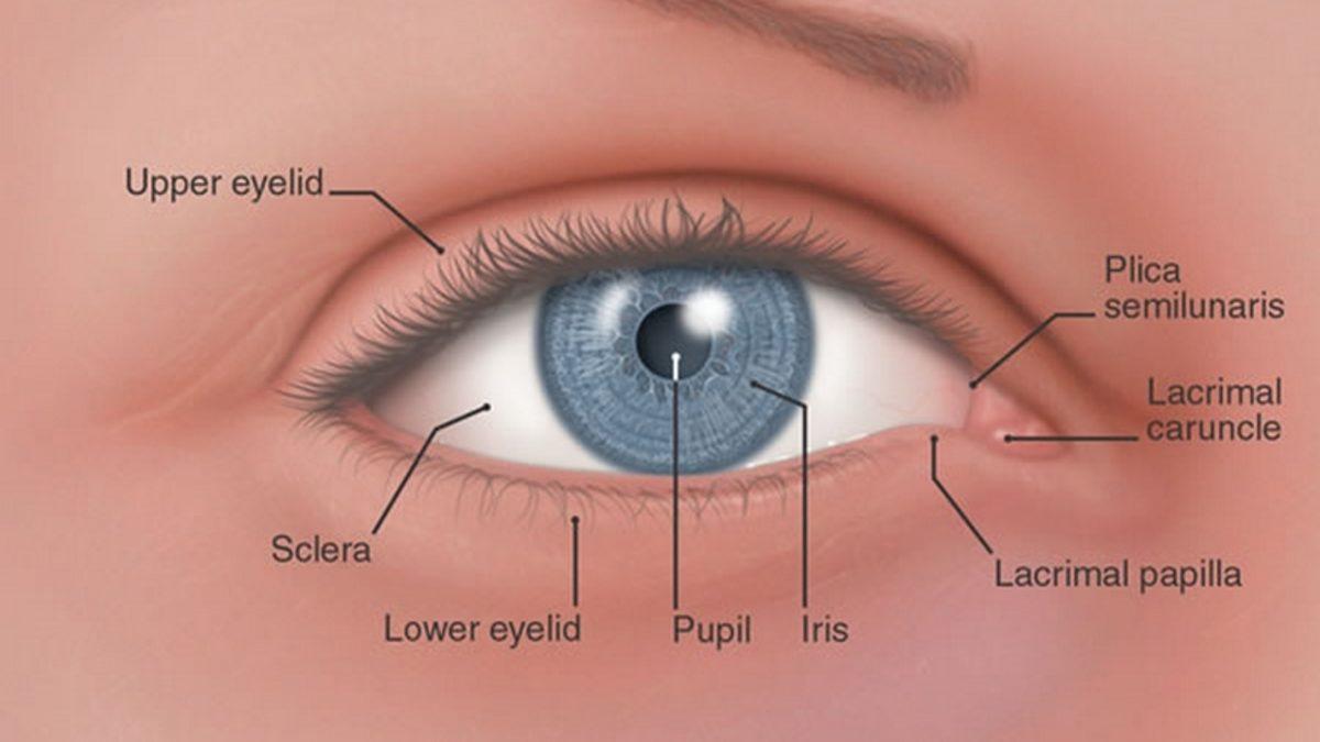 İnsan Vücudunda Bulunan 10 Körelmiş Organ ve Kas