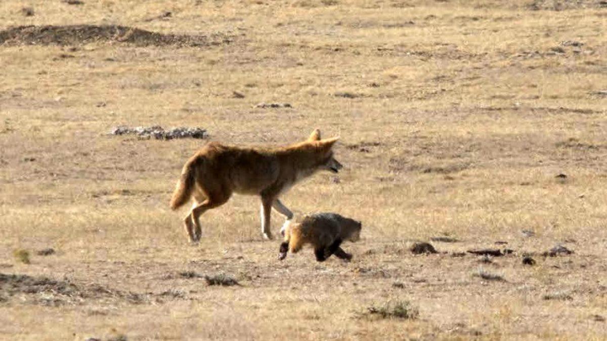 Çakal ve Porsuğun Birlikte Hareket Ettikleri Video, 28 Yıllık Bir Araştırmayla Açıklandı