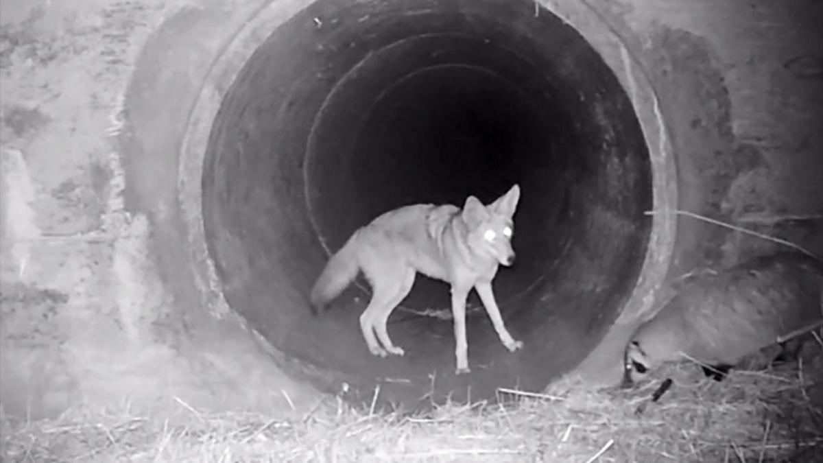 Çakal ve Porsuğun Birlikte Hareket Ettikleri Video, 28 Yıllık Bir Araştırmayla Açıklandı