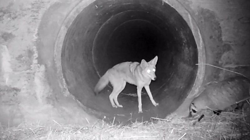 Çakal ve Porsuğun Birlikte Hareket Ettikleri Video, 28 Yıllık Bir Araştırmayla Açıklandı