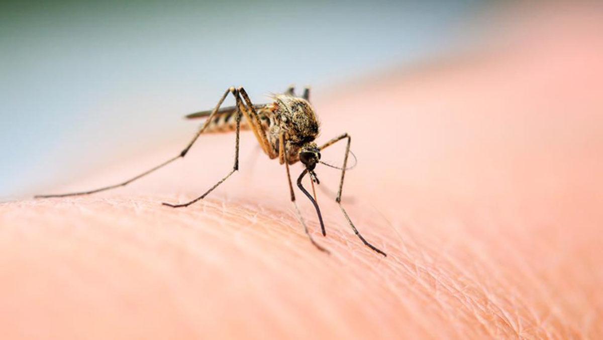Sivrisinekler Isırmak İçin İnsanları Nasıl Bulurlar?