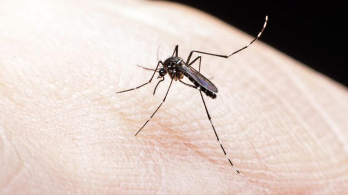 Sivrisinekler Isırmak İçin İnsanları Nasıl Bulurlar?