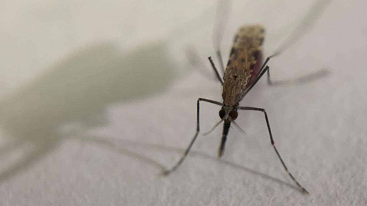 Sivrisinekler Isırmak İçin İnsanları Nasıl Bulurlar?