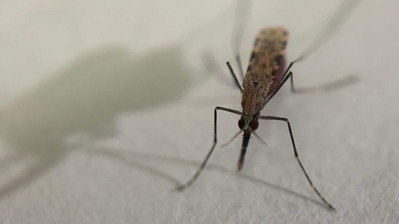 Sivrisinekler Isırmak İçin İnsanları Nasıl Bulurlar?