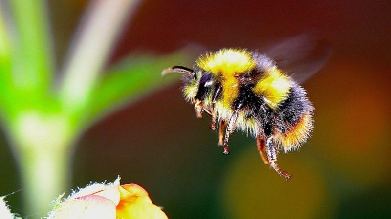 Bombus Arıları, İklim Değişikliği Nedeniyle Hızla Yok Oluyor