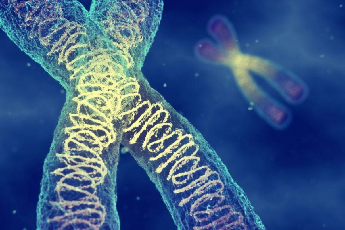 Bilim İnsanları, Dişilerde İkinci X Kromozomunun Nasıl Etkisiz Hâle Getirildiğini Keşfetti
