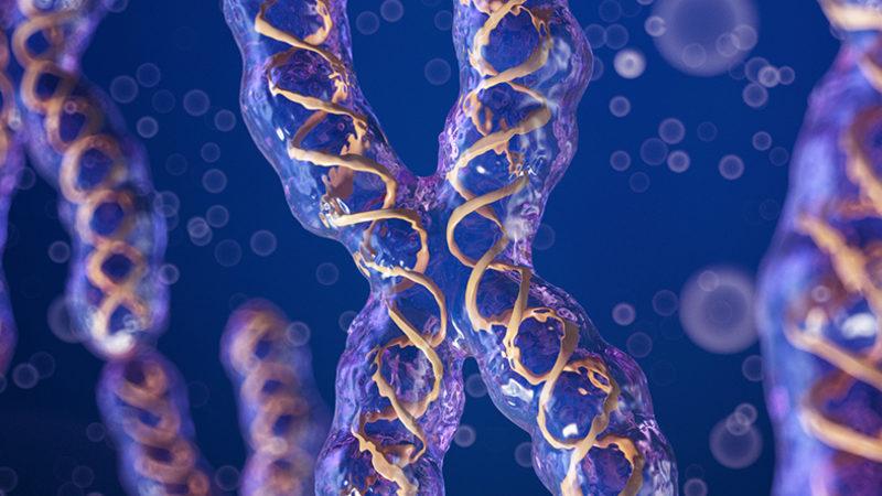 Bilim İnsanları, Dişilerde İkinci X Kromozomunun Nasıl Etkisiz Hâle Getirildiğini Keşfetti