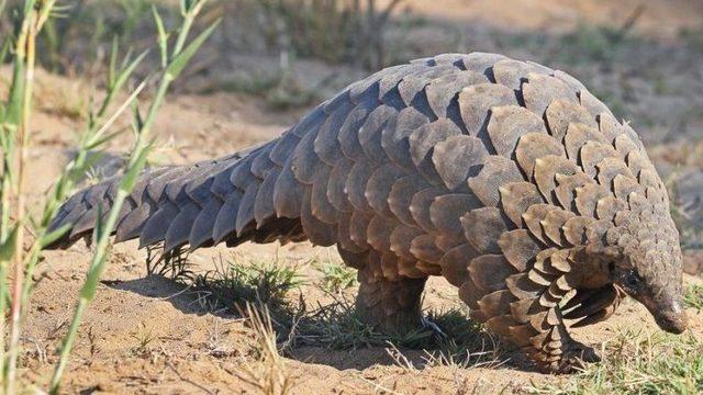 Corona Virüsünün Hangi Hayvandan İnsana Geçtiğine Dair Yeni Bir Bulguya Rastlandı