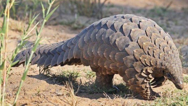 Corona Virüsünün Hangi Hayvandan İnsana Geçtiğine Dair Yeni Bir Bulguya Rastlandı
