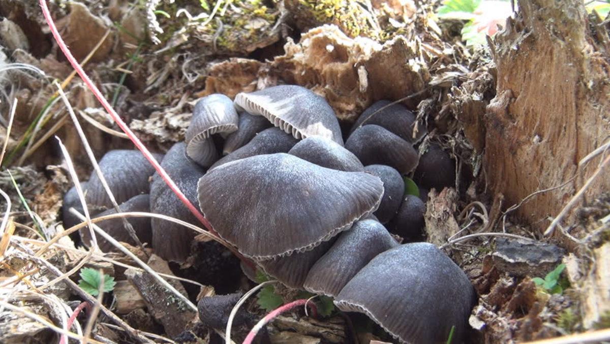Çernobil Nükleer Reaktörünün İçinde Radyasyondan Beslenen Mantar Bulundu