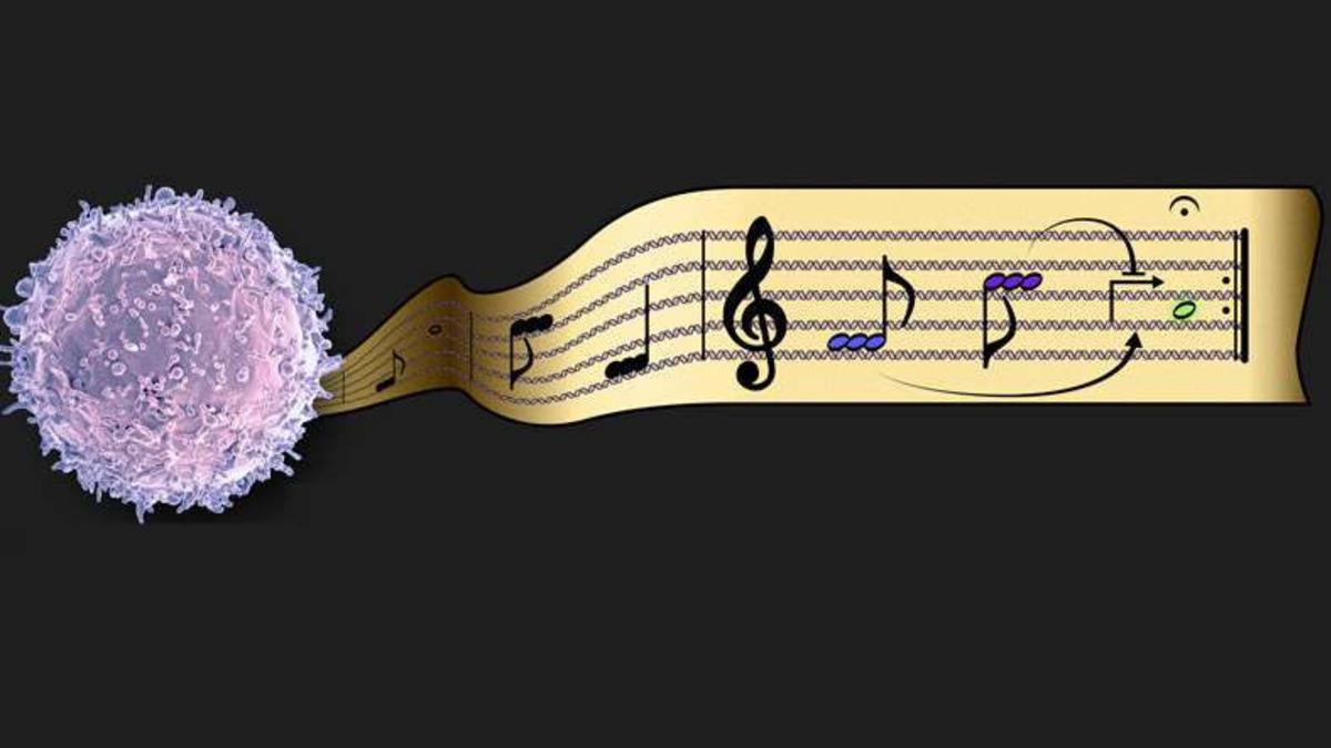 Memeli Hücrelerinde Genetik Programlamayı Sağlayacak Yeni Bir Araç Geliştirildi