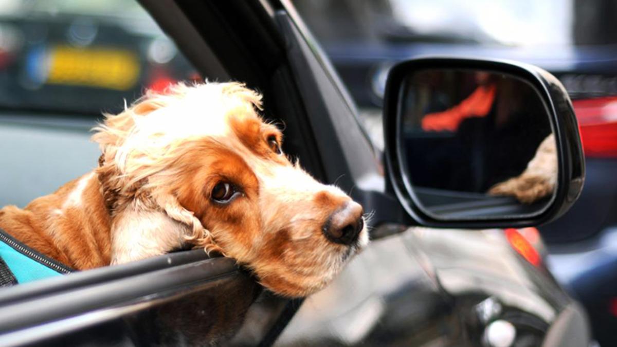 Otomobil Sürmek İçin Eğitilen 3 Köpek, Otonom Araç Sistemlerine İlham Verebilir