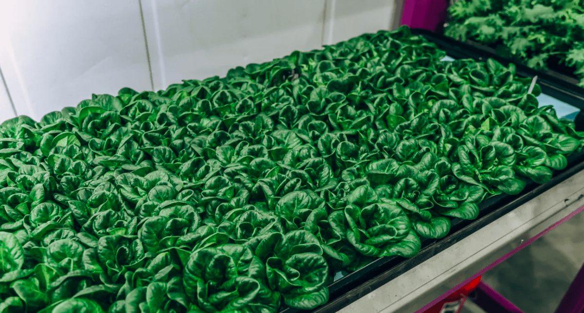 Robot Çiftçiler, Tarımın Geleceğine Yön Veriyor