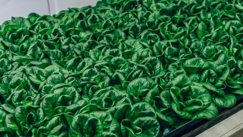 Robot Çiftçiler, Tarımın Geleceğine Yön Veriyor