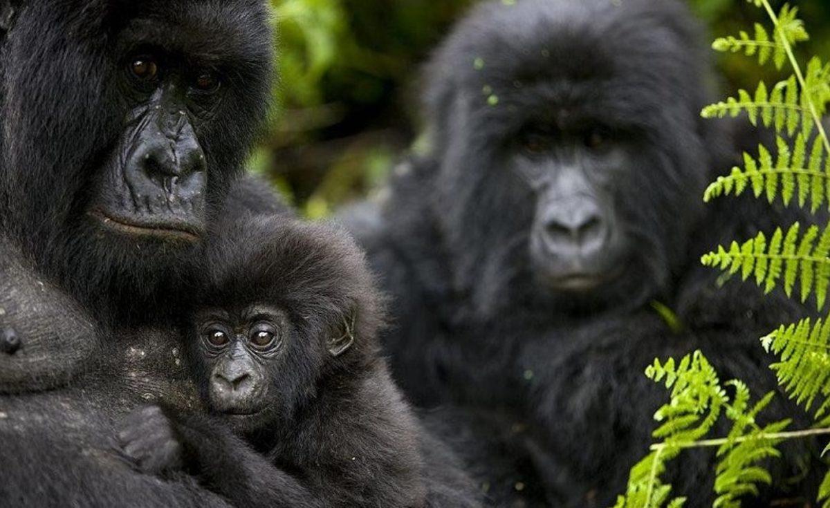 Nadir Görülen Dört Dağ Gorili, Yıldırım Çarpması Sonucu Öldü