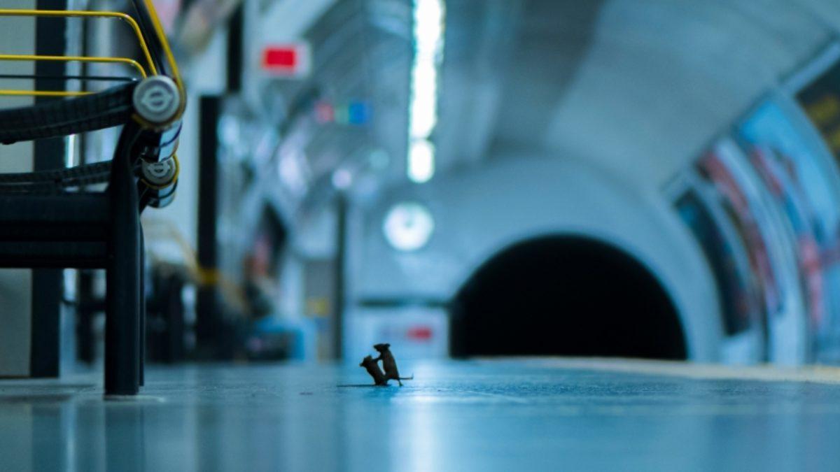 İki Farenin Kavgasını Gösteren Kare, ’Yılın Vahşi Yaşam Fotoğrafı’ Seçildi