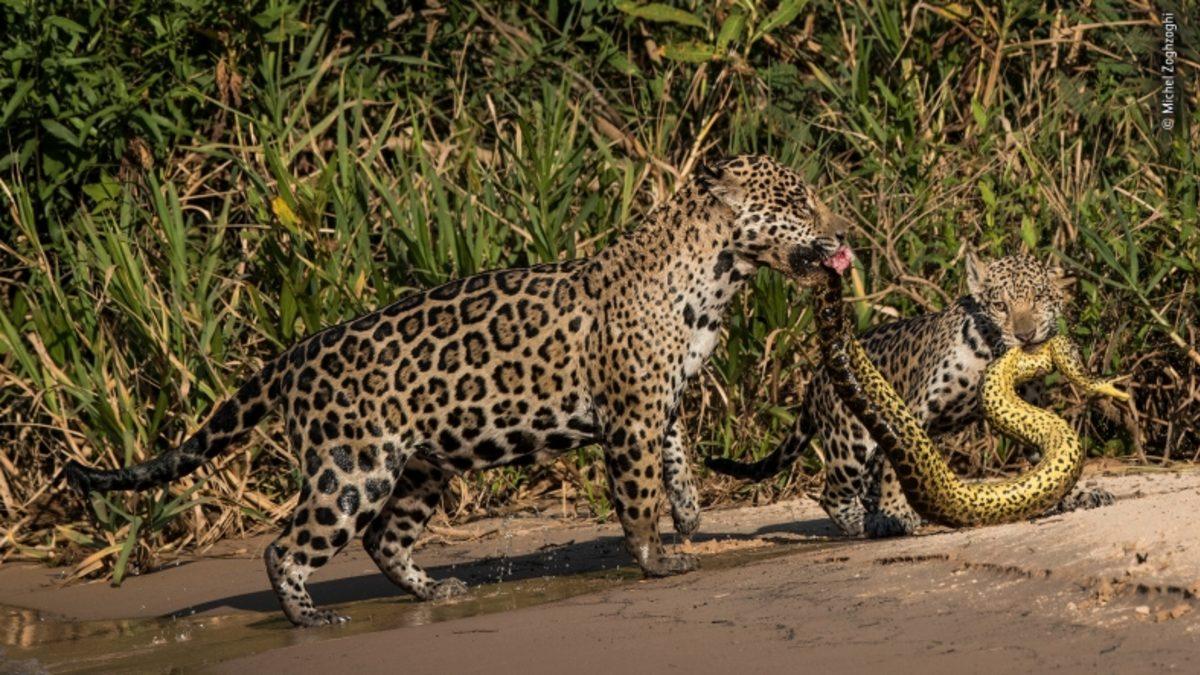 İki Farenin Kavgasını Gösteren Kare, ’Yılın Vahşi Yaşam Fotoğrafı’ Seçildi