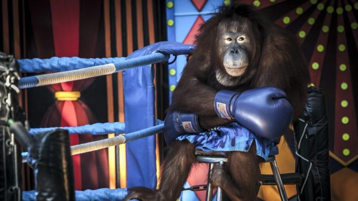 İki Farenin Kavgasını Gösteren Kare, ’Yılın Vahşi Yaşam Fotoğrafı’ Seçildi