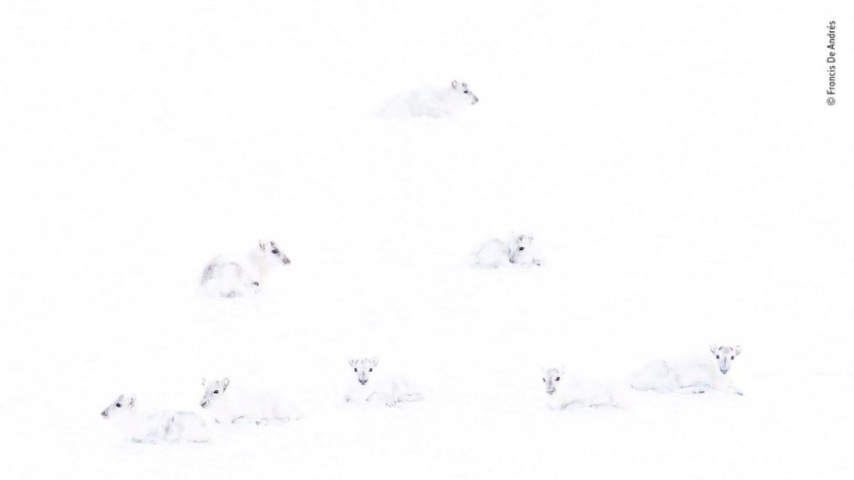 İki Farenin Kavgasını Gösteren Kare, ’Yılın Vahşi Yaşam Fotoğrafı’ Seçildi