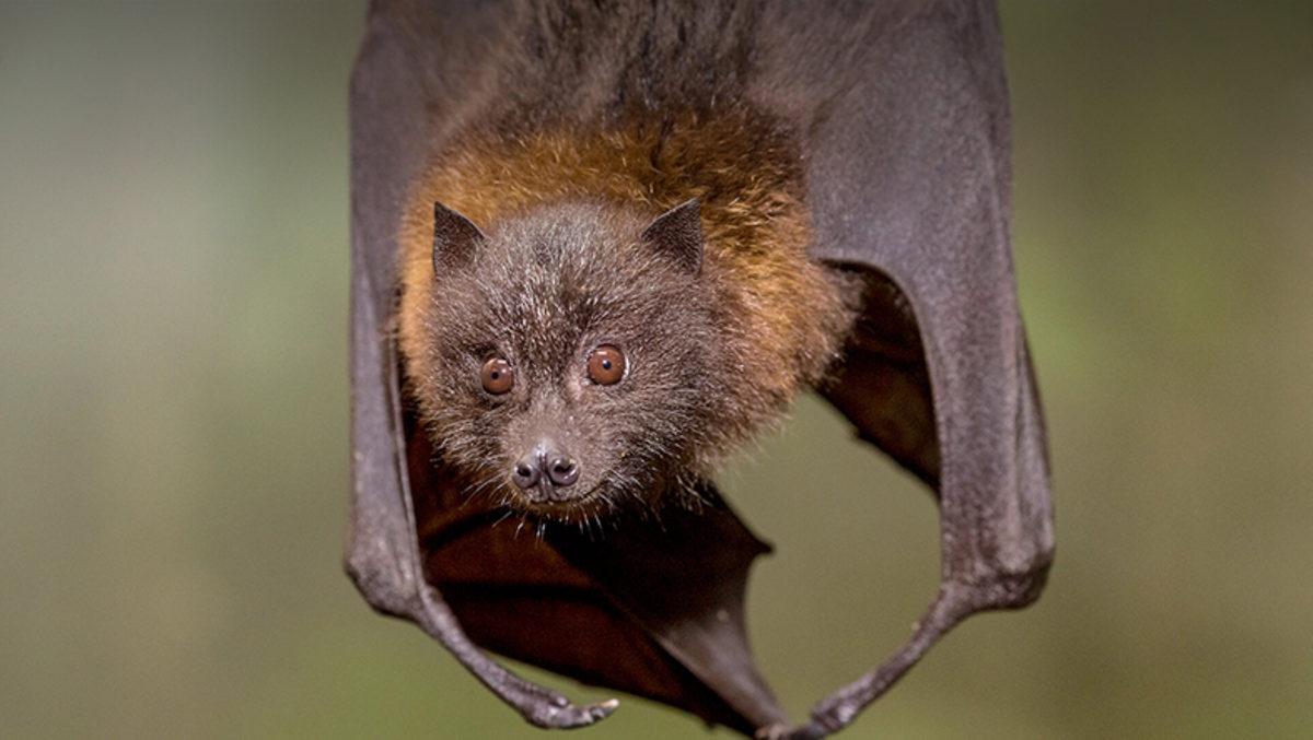 Büyük Salgınlara Sebep Olan Virüsler Neden Yarasalardan Kaynaklanıyor?