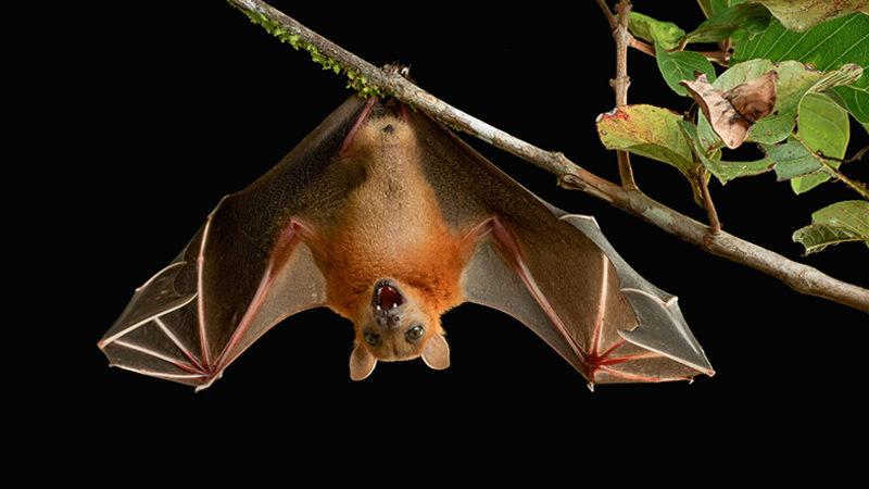 Büyük Salgınlara Sebep Olan Virüsler Neden Yarasalardan Kaynaklanıyor?