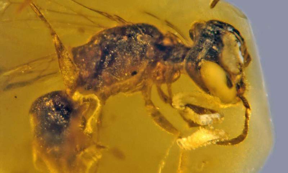 Araştırmacılar, Bal Arılarının 100 Milyon Yıl Önceki Atasını Buldular
