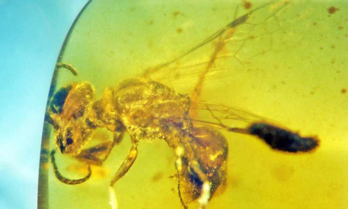 Araştırmacılar, Bal Arılarının 100 Milyon Yıl Önceki Atasını Buldular