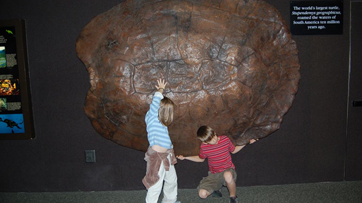 Güney Amerika’da Otomobil Büyüklüğünde Kaplumbağa Fosili Bulundu