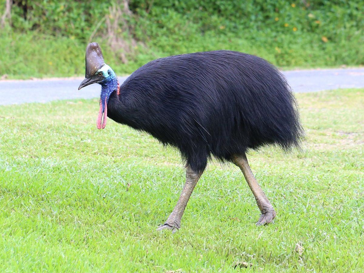 Dünyanın En Tehlikeli Kuşu Olan Cassowary, Saldırdığı Sahibini Öldürdü