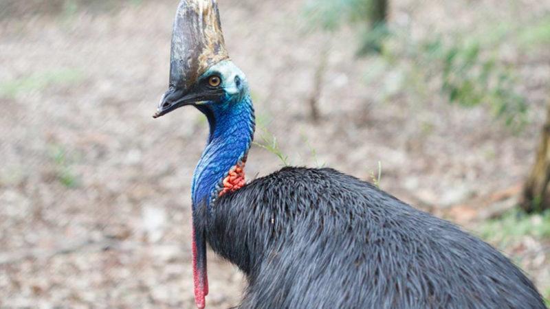 Dünyanın En Tehlikeli Kuşu Olan Cassowary, Saldırdığı Sahibini Öldürdü