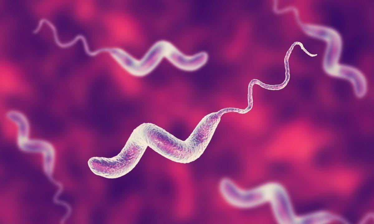 Mutfaklarda ve Gıdalarda Bulunan 10 Tehlikeli Bakteri Türü