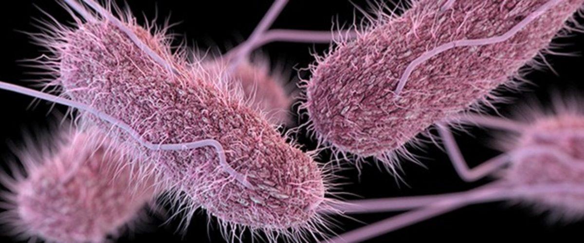 Mutfaklarda ve Gıdalarda Bulunan 10 Tehlikeli Bakteri Türü