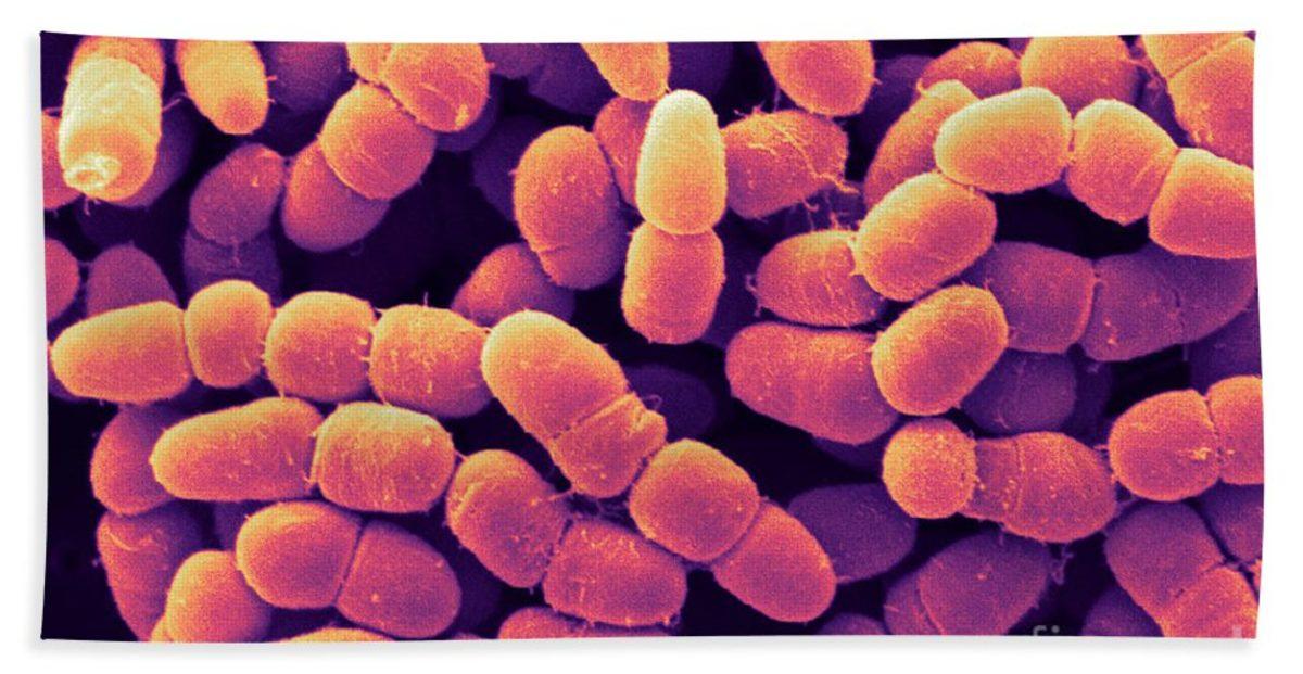 Mutfaklarda ve Gıdalarda Bulunan 10 Tehlikeli Bakteri Türü