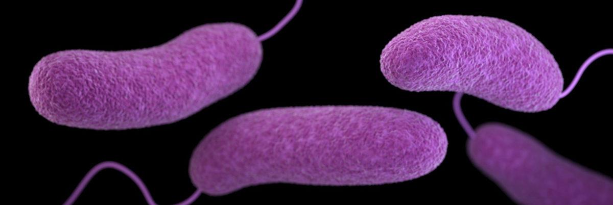 Mutfaklarda ve Gıdalarda Bulunan 10 Tehlikeli Bakteri Türü