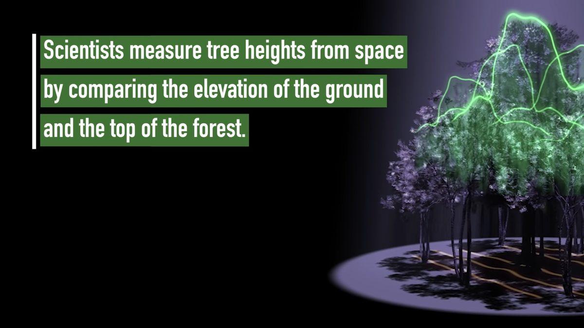 NASA, Her Gördüğünüz Ağacın Fotoğrafını Çekmenizi İstiyor: Peki Neden?