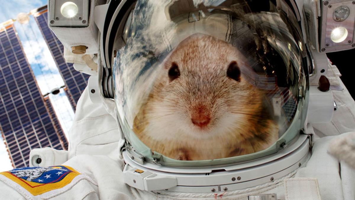 NASA’nın Uzaya Gönderdiği Fareler, Ortama Beklenmedik Şekilde Adapte Oldular (Video)