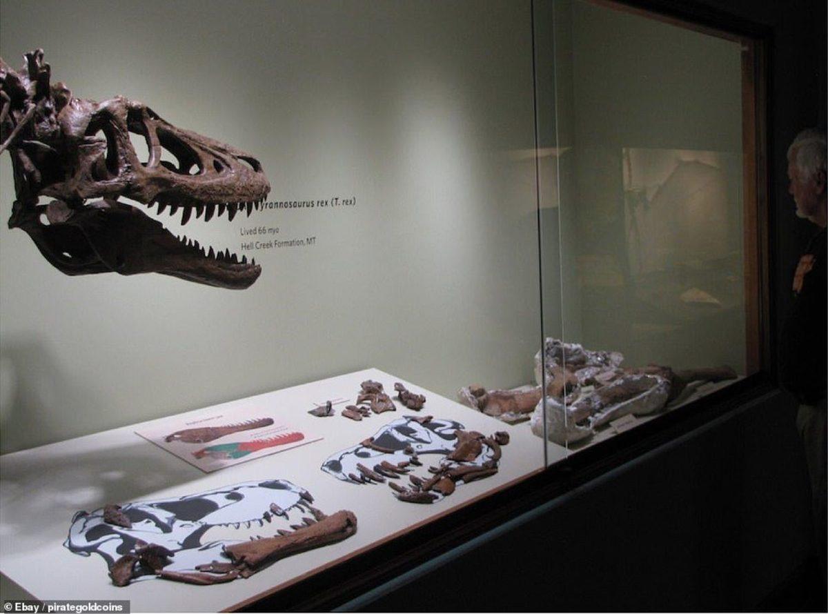 Bir Fosil Avcısı, T-Rex İskeletini eBay’de 3 Milyon Dolara Satışa Çıkardı