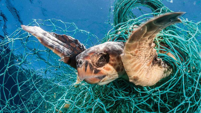 Denizlerdeki Plastik Artışı, 60 Senelik Verilerce Onaylandı