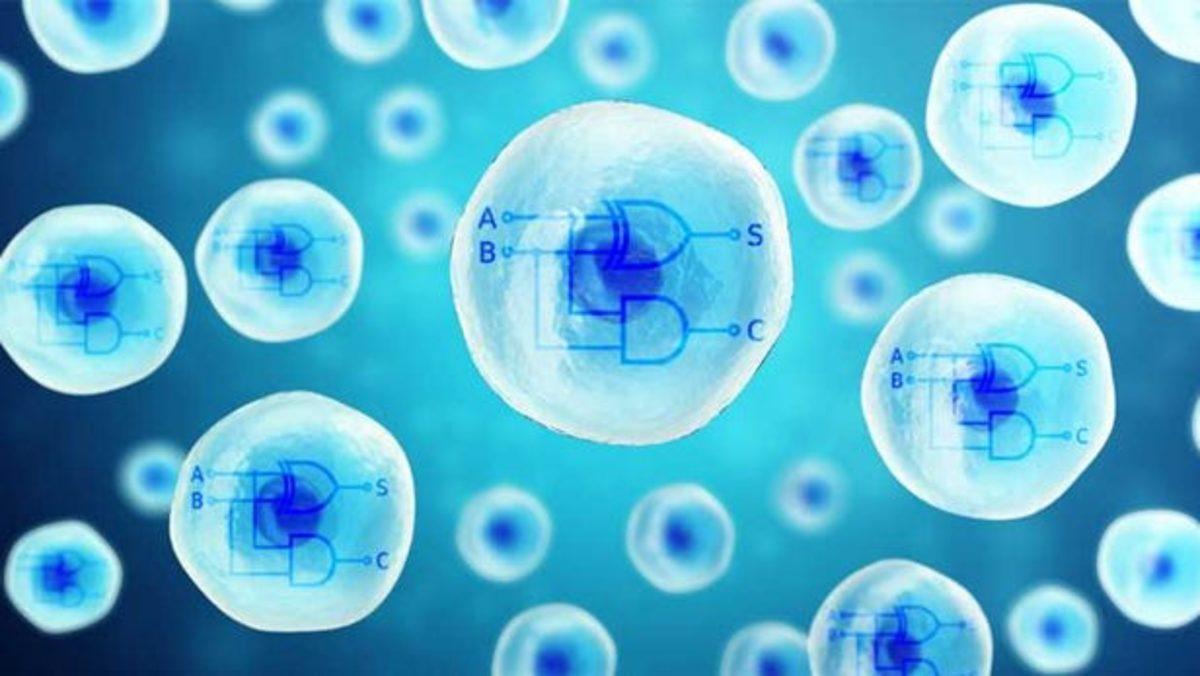 CRISPR ile İnsan Hücrelerine Çift Çekirdekli Bilgisayar Yerleştirildi