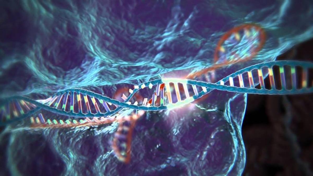 CRISPR ile İnsan Hücrelerine Çift Çekirdekli Bilgisayar Yerleştirildi