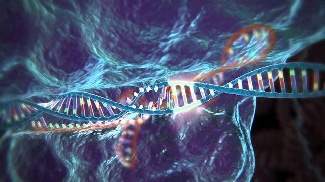 CRISPR ile İnsan Hücrelerine Çift Çekirdekli Bilgisayar Yerleştirildi