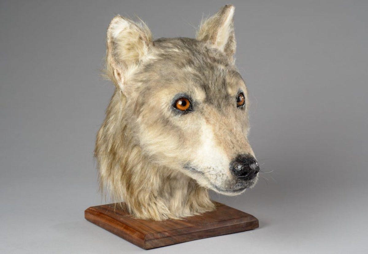 Köpekler, 4000 Yıl Önce İşte Böyle Görünüyorlardı