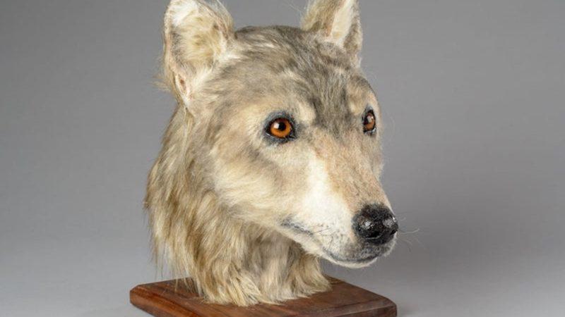 Köpekler, 4000 Yıl Önce İşte Böyle Görünüyorlardı