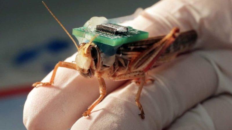 Patlayıcıları Bulmak İçin Kullanılacak ’Sayborg Çekirgeler’ Geliştirildi