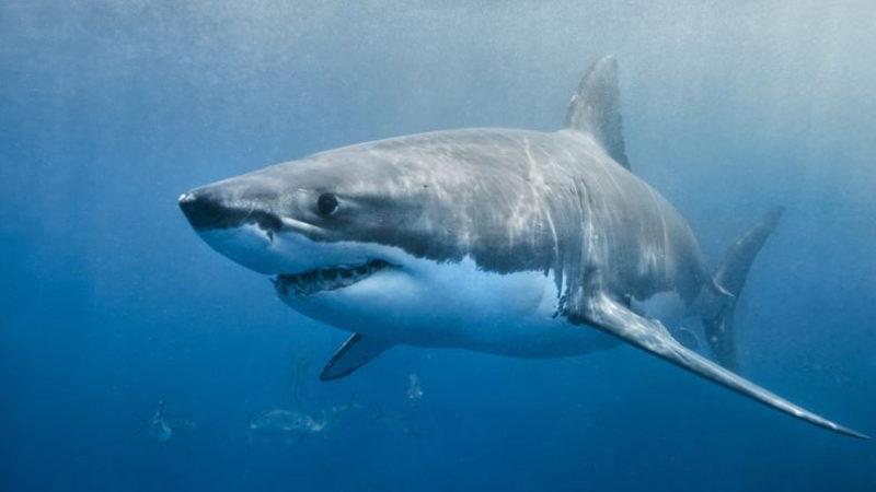 Bilim İnsanlarından ’Köpek Balığı’ Açıklaması: Onların da Korktuğu Bir Canlı Var