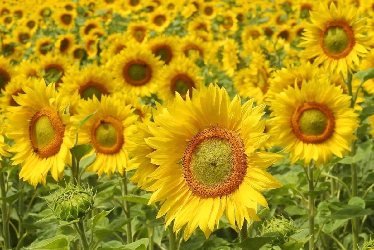 Windows, 4K Kalitedeki Yeni Temasını Ücretsiz Yayınladı