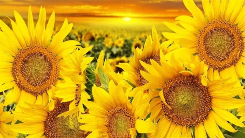 Windows, 4K Kalitedeki Yeni Temasını Ücretsiz Yayınladı